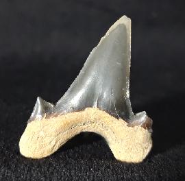 Cretalamna borealis (PRIEM 1897) - Bild &copy; FossNet FossilienStore